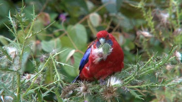 Crimson Rosella eating seeds medium