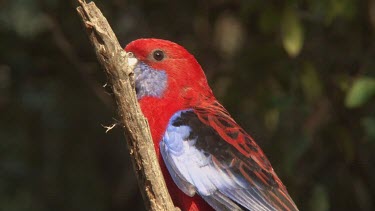 Crimson Rosella perched close