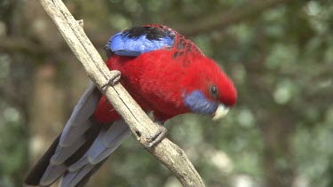 Crimson Rosella perched medium