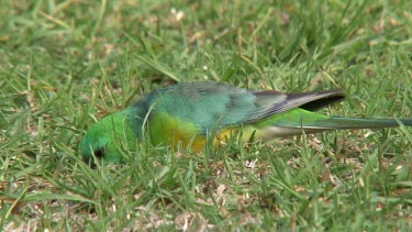Red-rumped Parrot eating on grass close