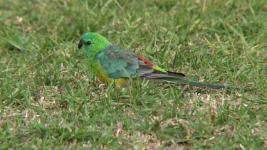 Red-rumped Parrot eating on grass wide