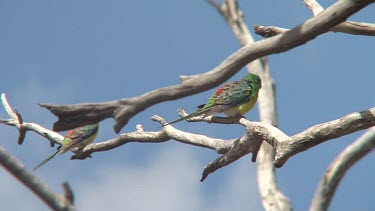 Red-rumped Parrot perched ultra wide