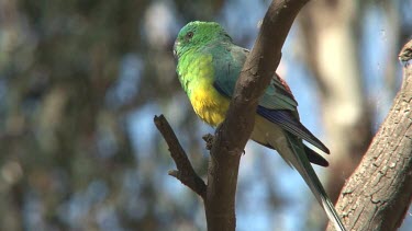 Red-rumped Parrot perched medium