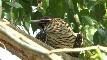 Asian Koel perched female close