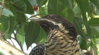 Asian Koel perched female ultra close