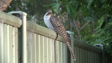 Asian Koel perched female wide