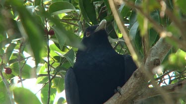 Asian Koel perched male ultra close