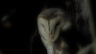 Barn Owl perched night close