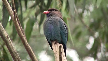 Dollarbird perched medium