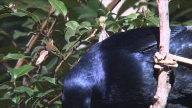 Satin Bowerbird perched eating very close