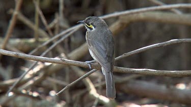 Yellow-faced Honeyeater perched wide