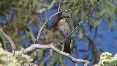 Singing Honeyeater perched on eucalyptus flowers wide