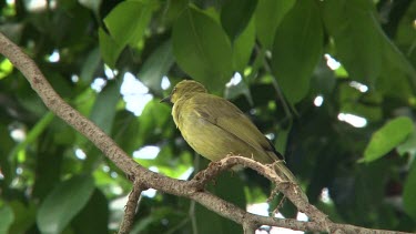 Yellow Honeyeater perched wide