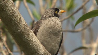 Noisy Miner perched close
