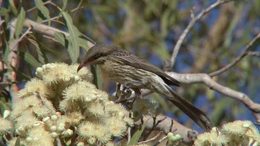 Spiny-cheeked Honeyeater feeding on eucalyptus flowers medium