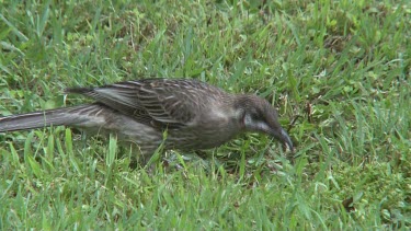 Red Wattlebird eating on grass wide