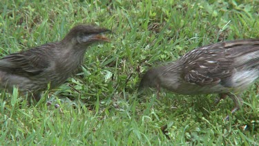 Red Wattlebird on grass wide