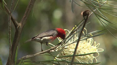 Scarlet Honeyeater on Grevillea wide