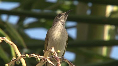 Brown Honeyeater perched singing close