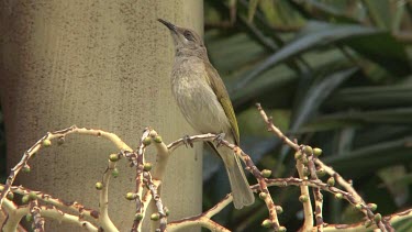 Brown Honeyeater perched singing wide