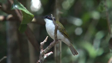 White-throated Honeyeater perched wide
