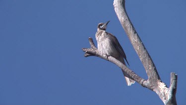 Little Friarbird perched calling wide
