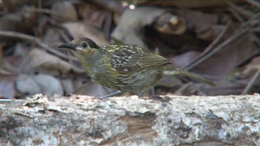 Macleay's Honeyeater at Grevillea bathing close