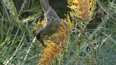 Macleay's Honeyeater on Grevillea wide