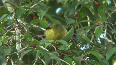 Australasian Figbird eating figs close