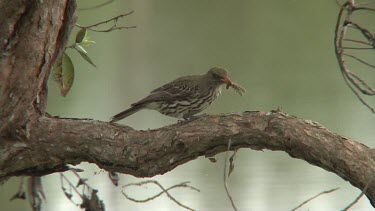 Olive-backed Oriole eating a caterpillar wide