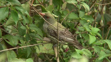 Olive-backed Oriole perched medium