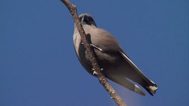 Dusky Woodswallow perched medium