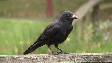 Torresian Crow perched wide