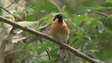 Spectacled Monarch perched 1 wide