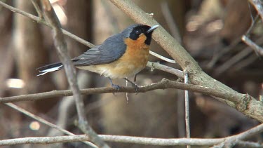 Spectacled Monarch perched 2 wide
