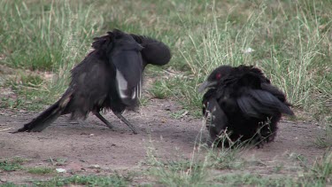 White-winged Chough taking a shower of dirt wide