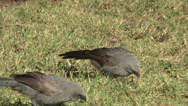 Apostlebird feeding medium