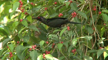 Metallic Starling eats figs wide