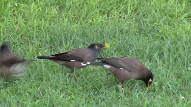 Common Myna eating on grass wide