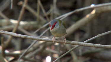 Red-browed Finch perched wide