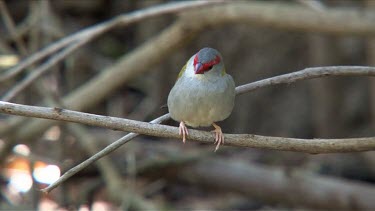 Red-browed Finch perched medium