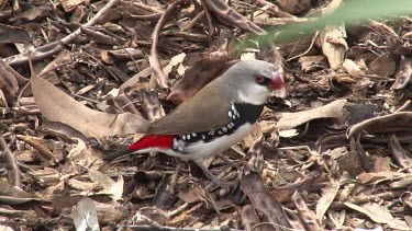 Diamond Firetail eating a caterpillar wide