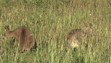 Eastern Grey Kangaroo hopping