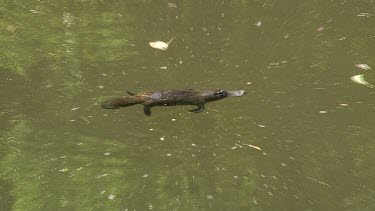 Platypus on surface 01, dives