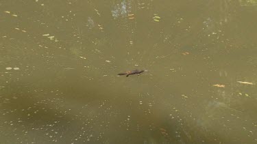 Platypus on surface 02, dives