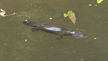 Platypus on surface 04, dives