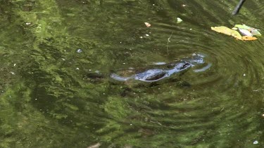 Platypus on surface 05, dives