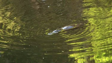 Platypus on surface 06, dives