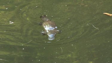 Platypus on surface 07, dives