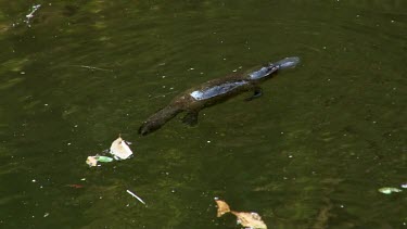 Platypus on surface 08, dives